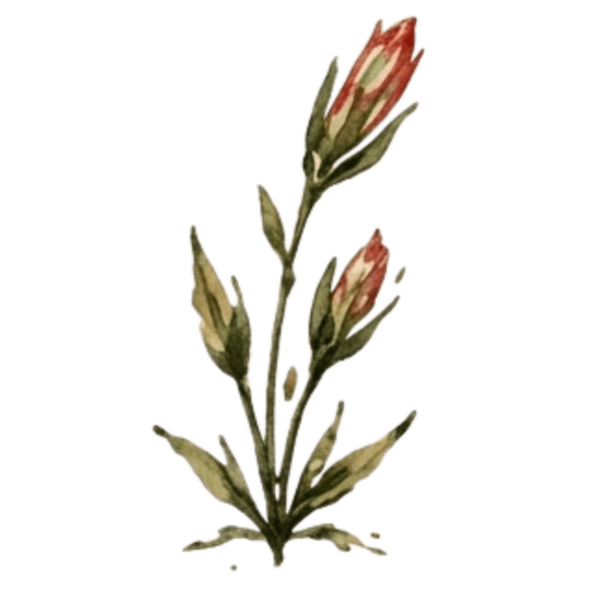 BLOOMING ALIGNMENT